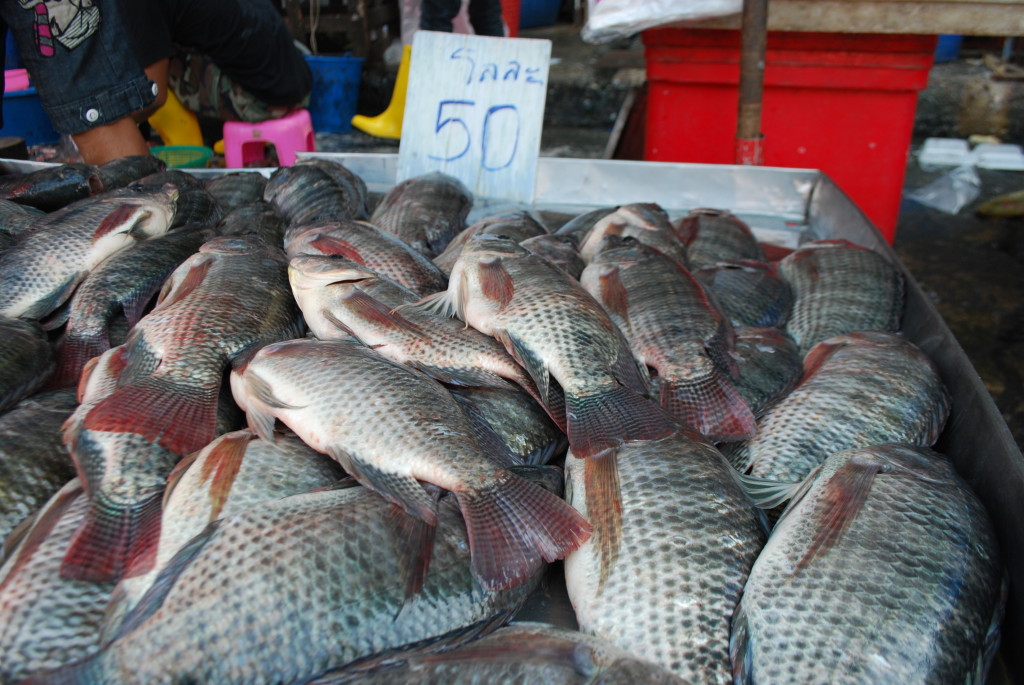 Fish market - photo by Chris Gusen