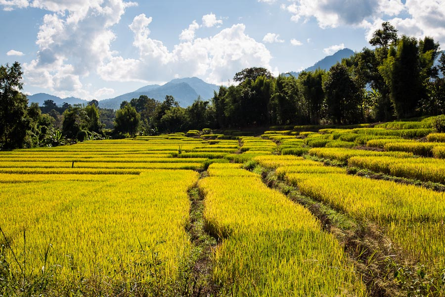 Royal Ploughing Ceremony - Thai public holiday