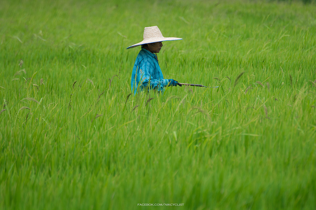 Labour Day, or May Day, celebrates farmers and other workers in Thailand - photo by Prachanart Viriyaraks 