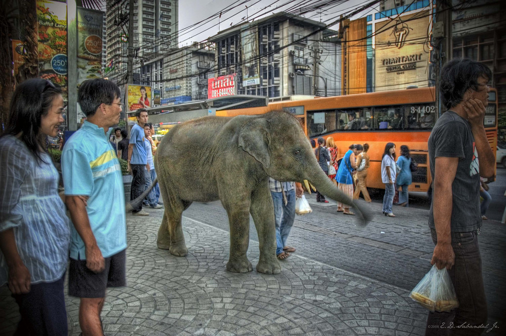 Elephant in Bangkok - photo by EJ Sabandal
