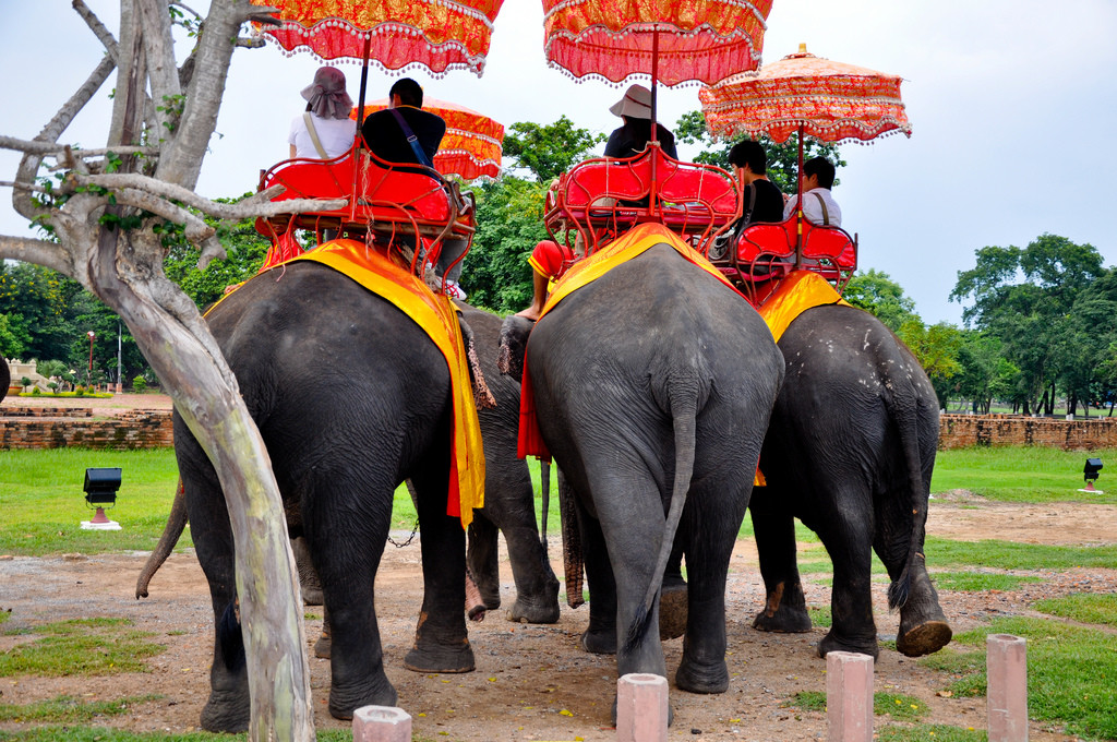 Elephant rides in Thailand - photo by Fah Rojvithee