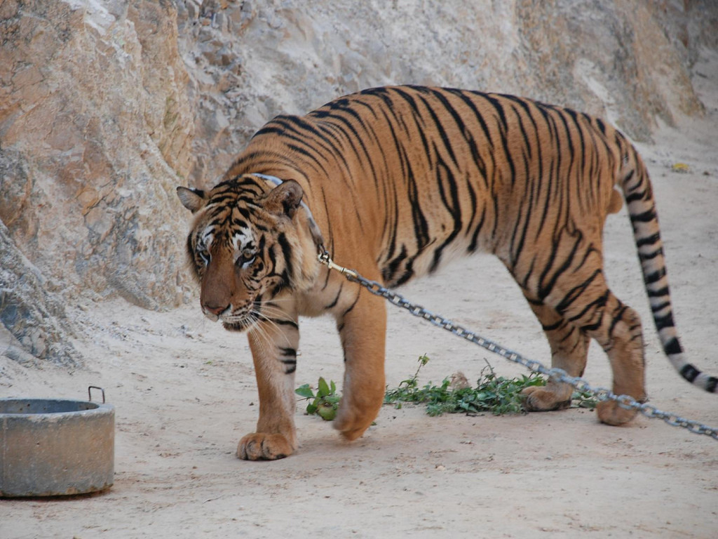 Tiger Temple in Kanchanaburi, Thailand - photo by xiquinhosilva