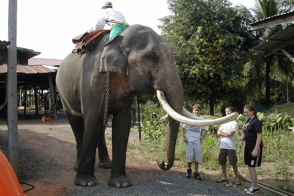 Elephant in Surin, Thailand - photo by Helen Gruner