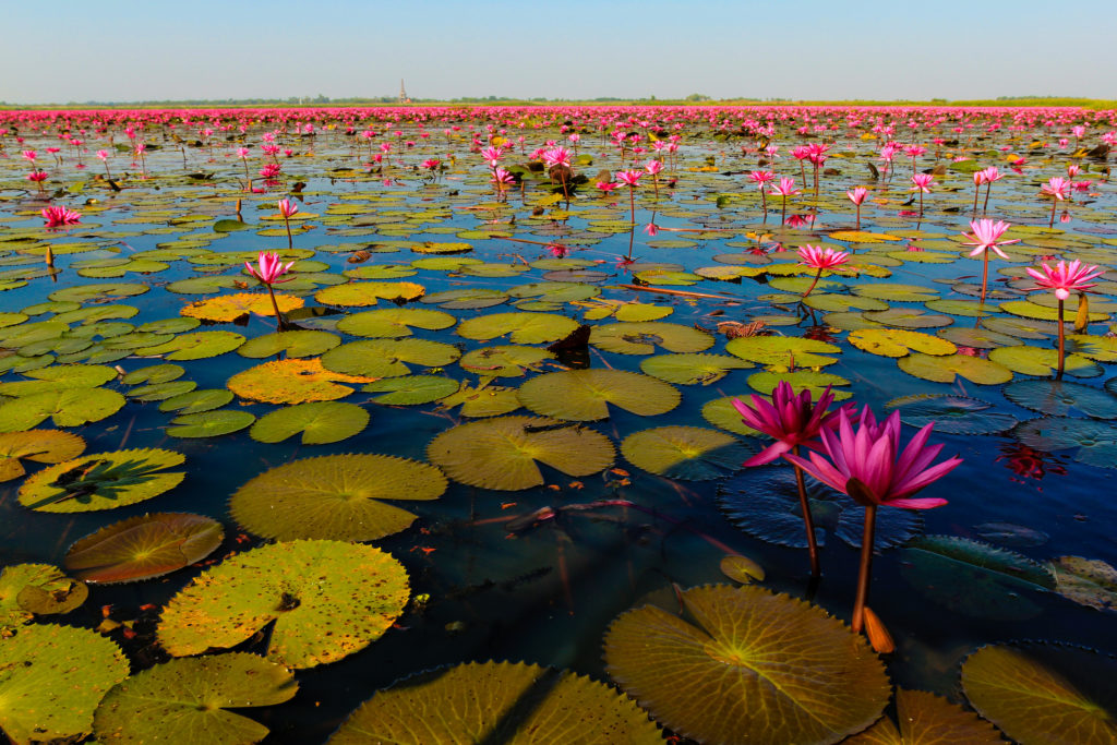 Talay Bua Daeng Red Lotus Sea in Udon Thani, Thailand - photo by Susornpol Joe Watanachote