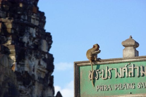 Monkeys at Phra Prang Sam Yot shrine in Lopburi