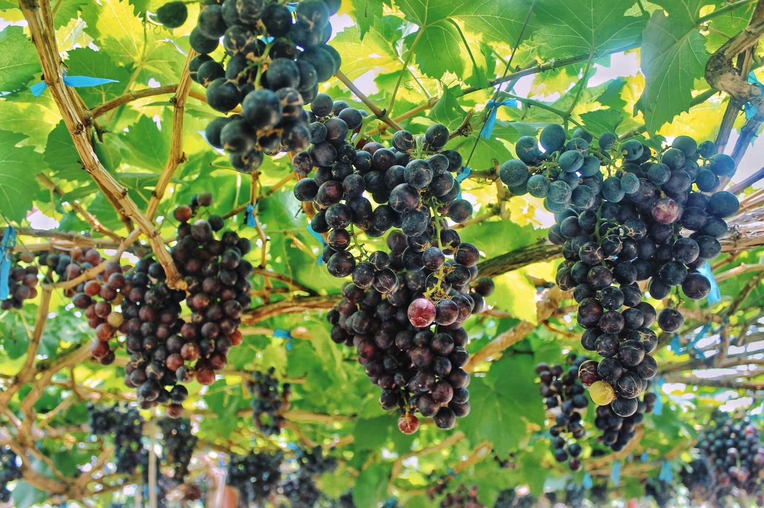 Grapes at Saithong Farm picture