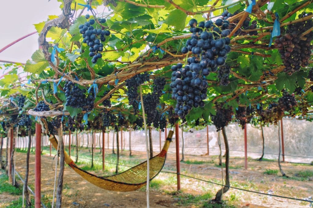 Grapes at Saithong Farm picture