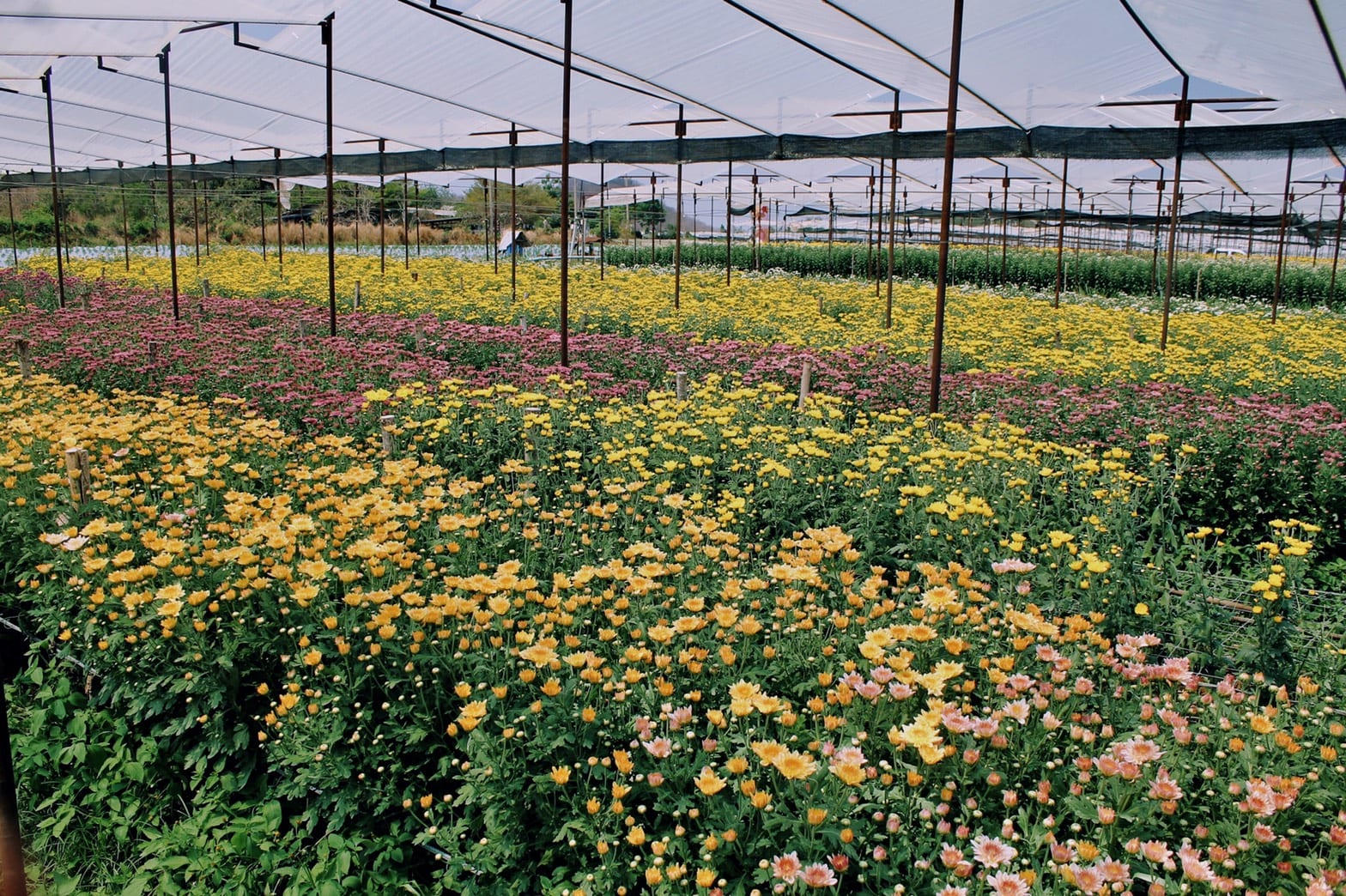 Flowers at BigTae Garden picture