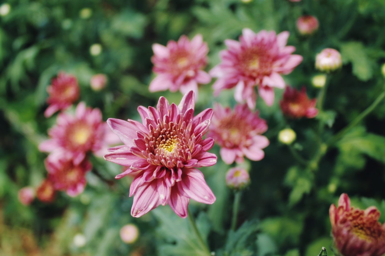 Flowers at BigTae Garden picture