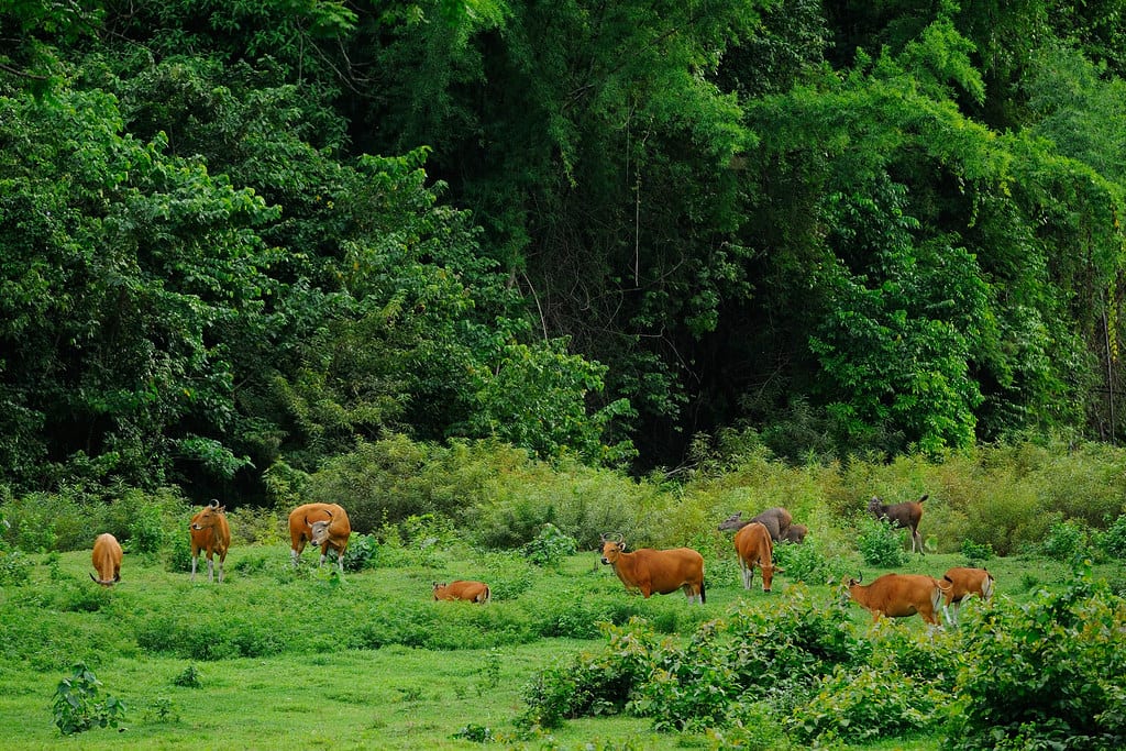 Animals at Thungyai-Huai Kha Khaeng Wildlife Sanctuaries 