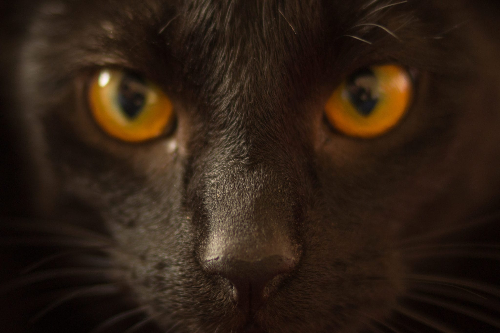A black cat 