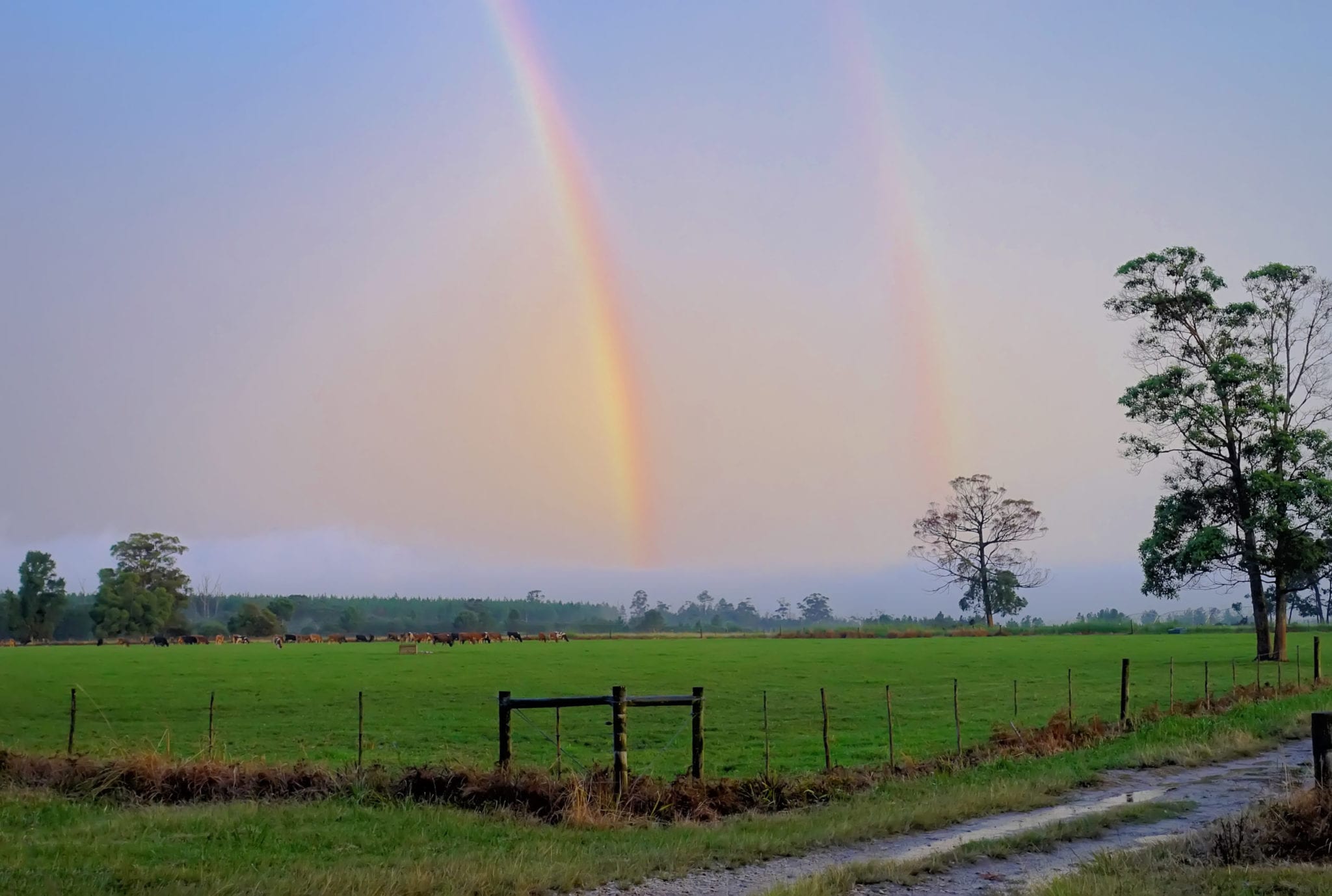 Rainbow 