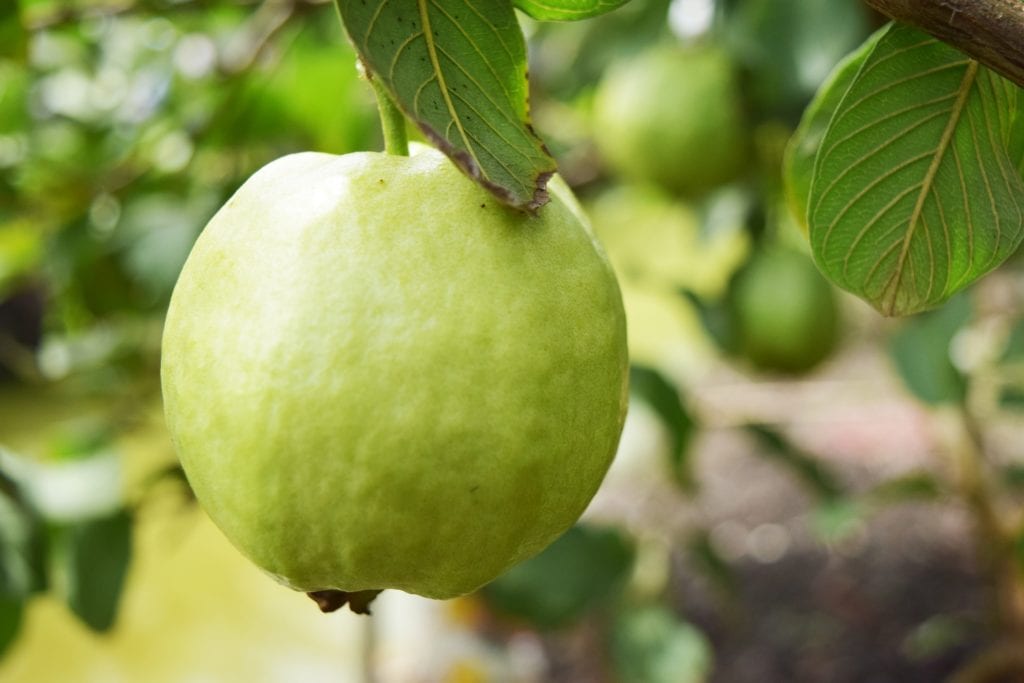 Image of a guava hanging on the tree