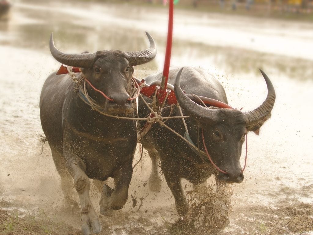 Chonburi Buffalo Racing Festival (Wing Kwai)