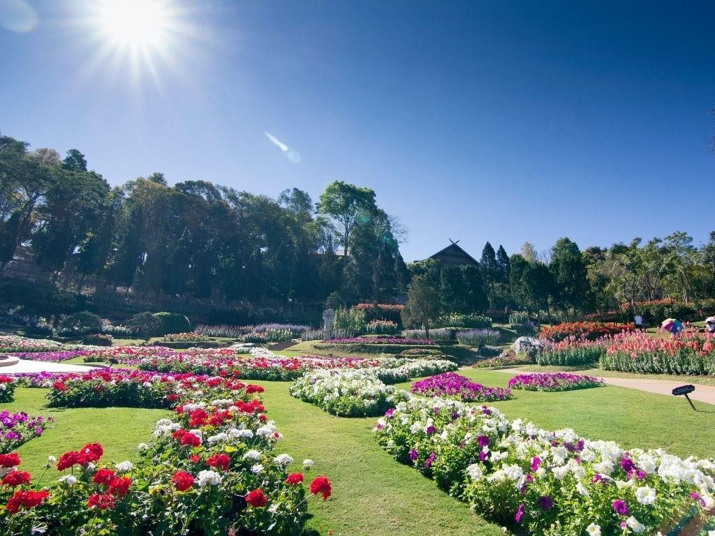 Doi Tung flower garden - Colours of Doi Tung Festival 