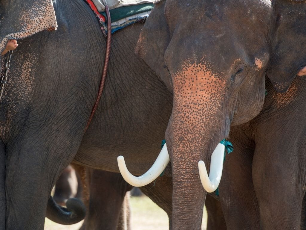Surin Elephant Round-Up Festival
