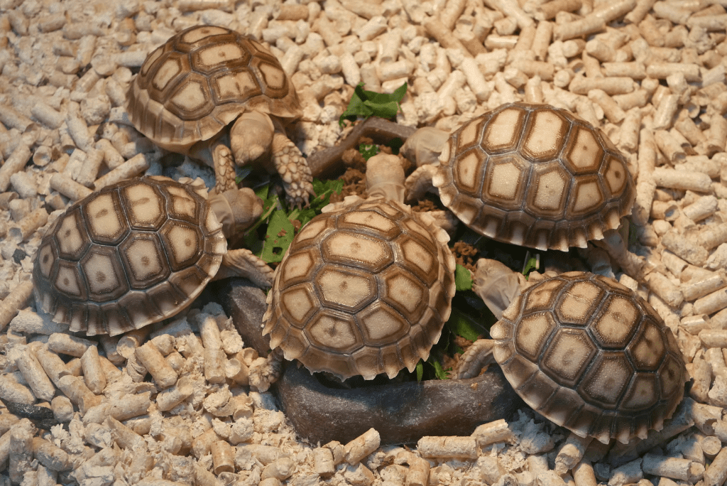 pet shop at chatuchak market