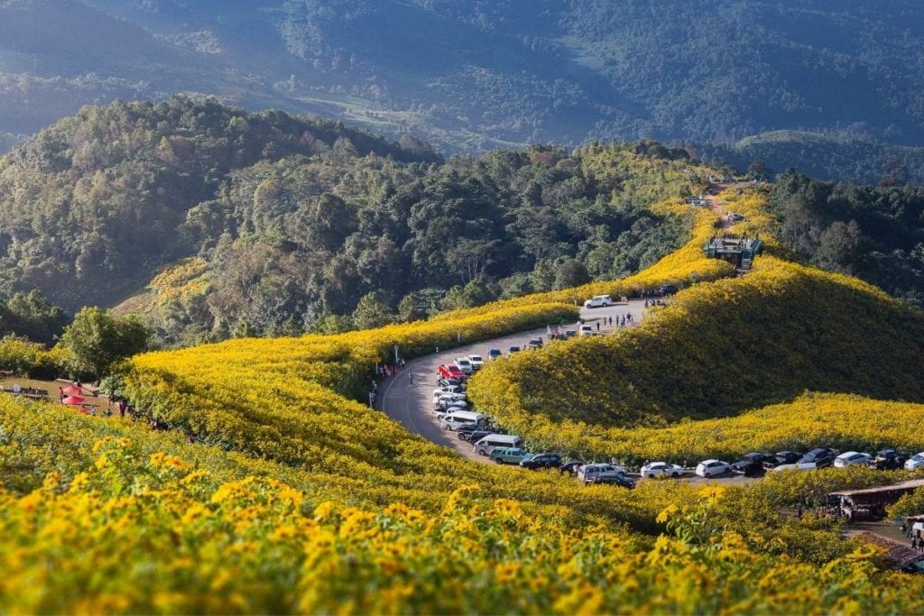 Sunflower fields at Doi Mae Ou Kor