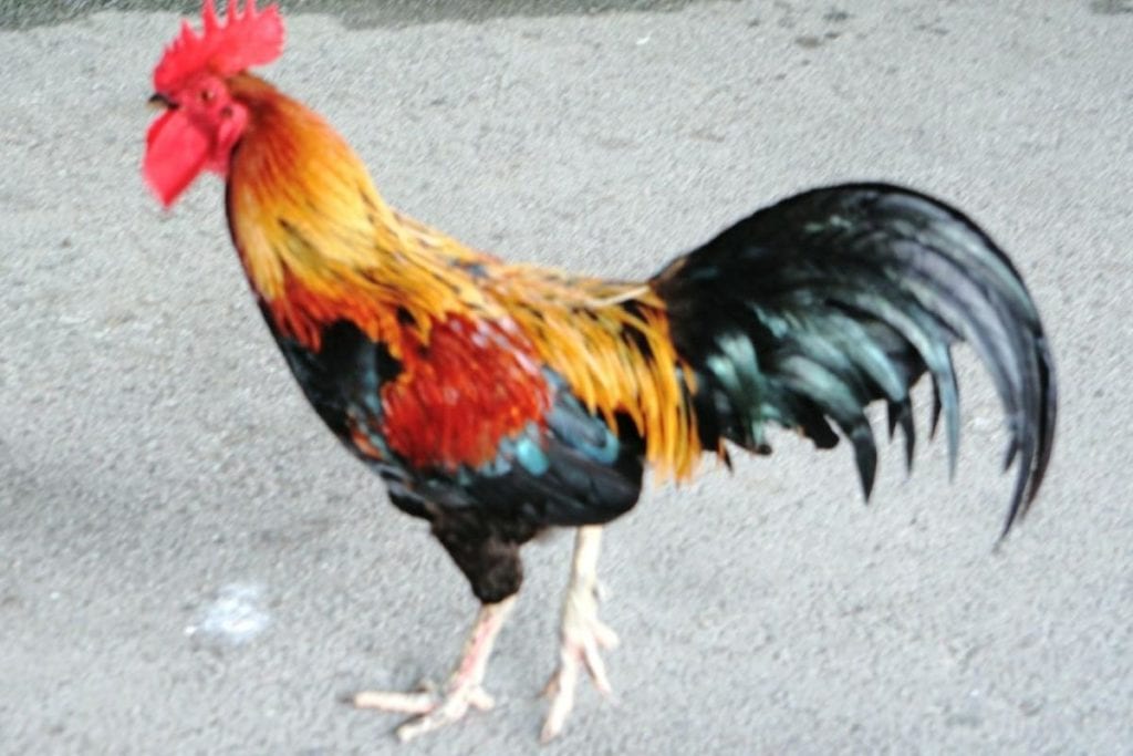 The famous Lampang rooster