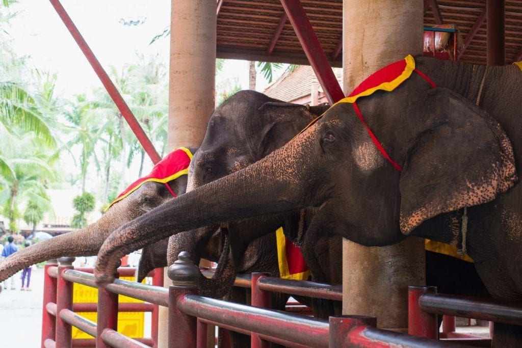 Elephants at the Thai Elephant Coservation Center in Lampang