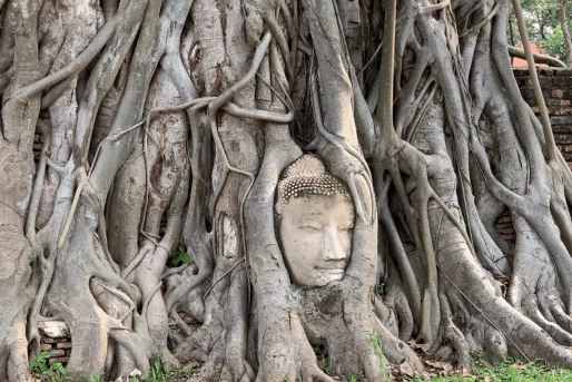 The Buddha head in a tree Wat Mahatat in Ayutthaya